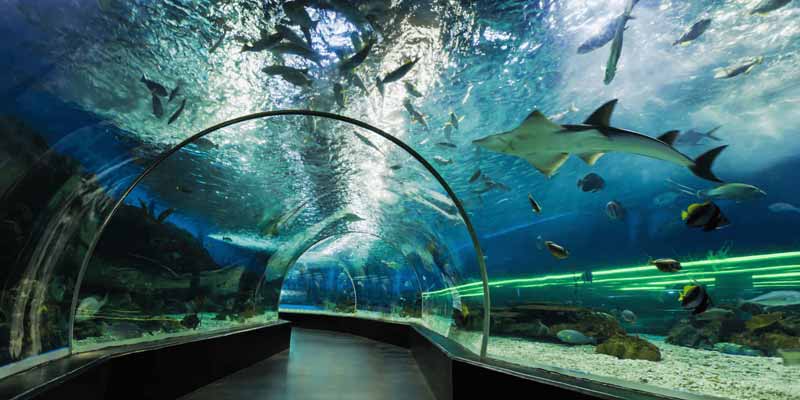 آکواریوم دبی
