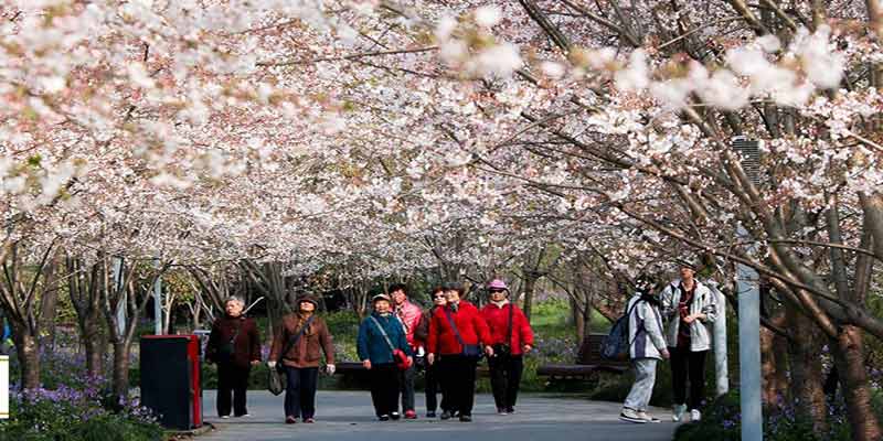 شانگهای در بهار